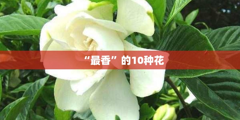 “最香”的10种花