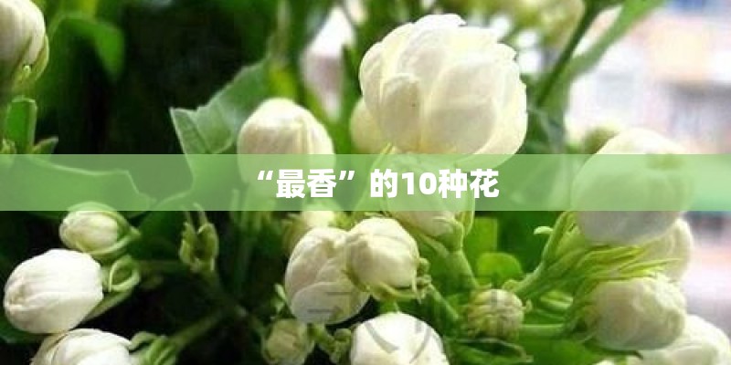 “最香”的10种花