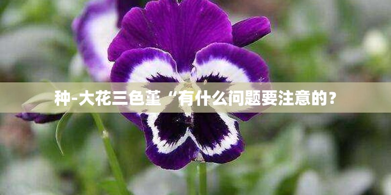 种-大花三色堇“有什么问题要注意的？
