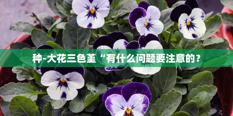 种-大花三色堇“有什么问题要注意的？