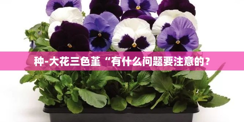 种-大花三色堇“有什么问题要注意的？