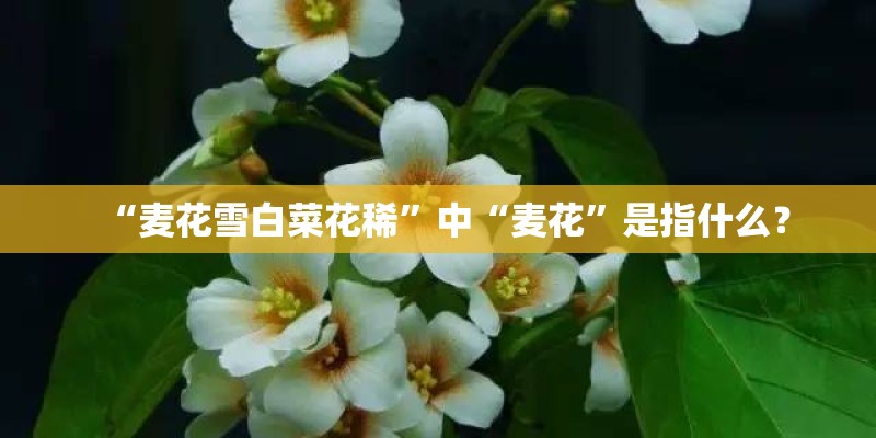 “麦花雪白菜花稀”中“麦花”是指什么？