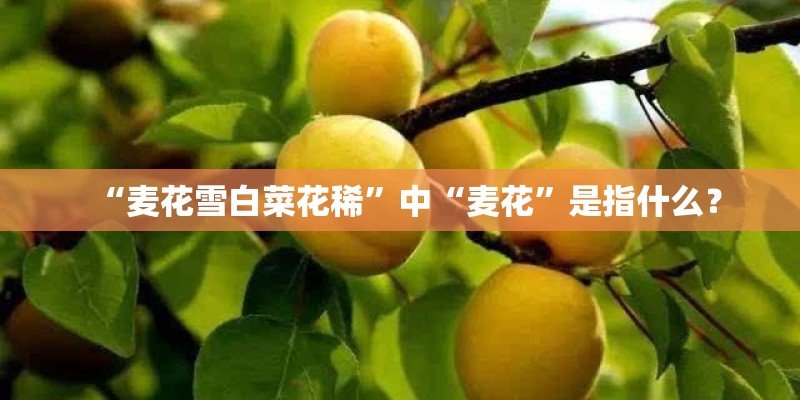 “麦花雪白菜花稀”中“麦花”是指什么？