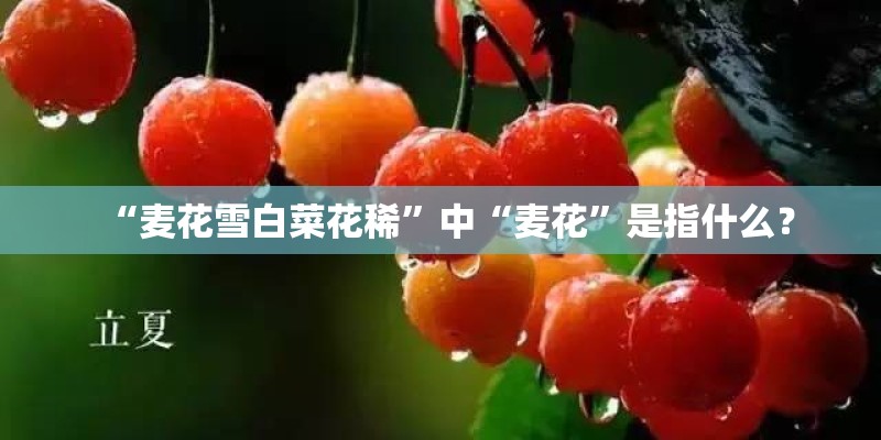 “麦花雪白菜花稀”中“麦花”是指什么？