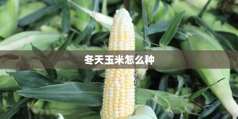 中药古今研究：马鞭草