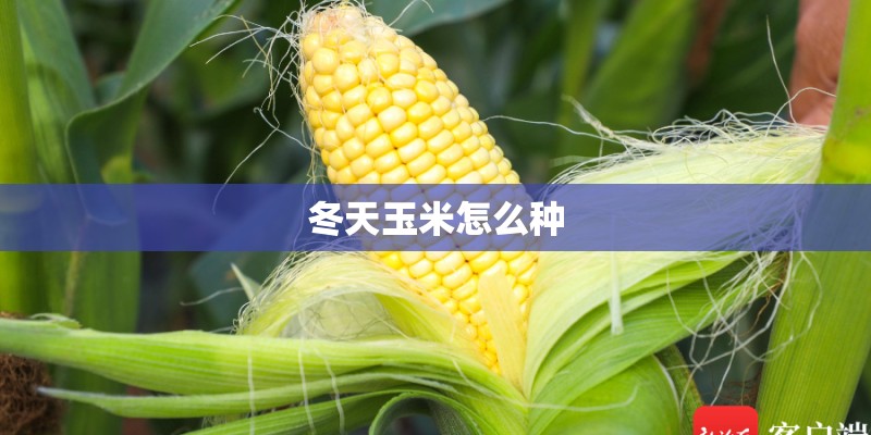 冬天玉米怎么种