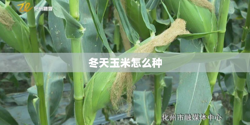 冬天玉米怎么种