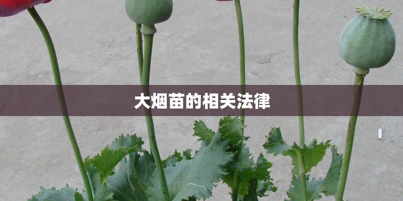 大烟苗的相关法律