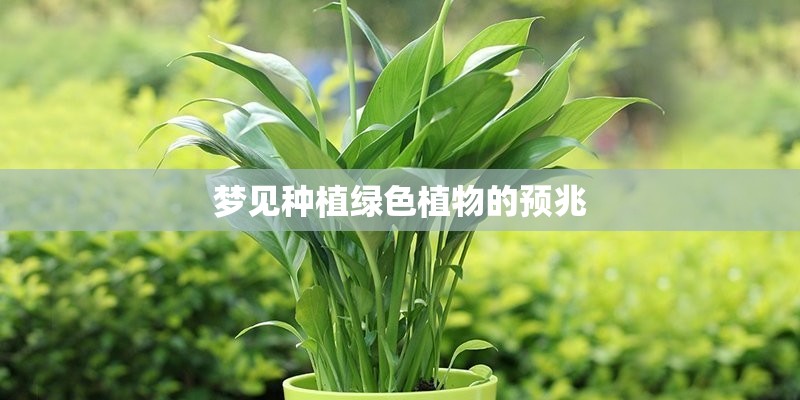 梦见种植绿色植物的预兆