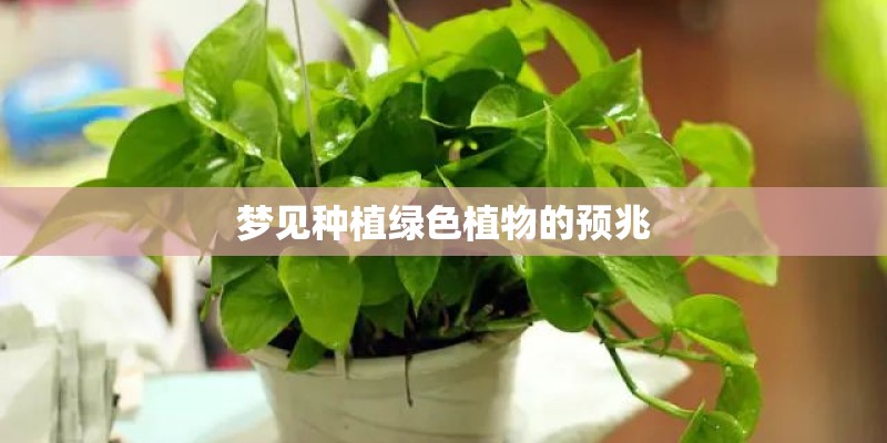 梦见种植绿色植物的预兆