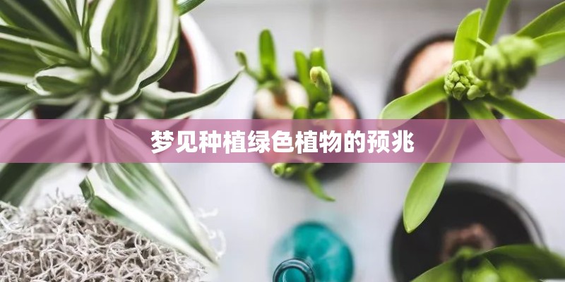 梦见种植绿色植物的预兆