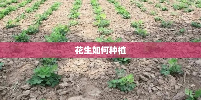 梦见种植绿色植物的预兆