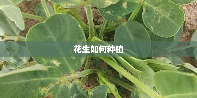 花生如何种植