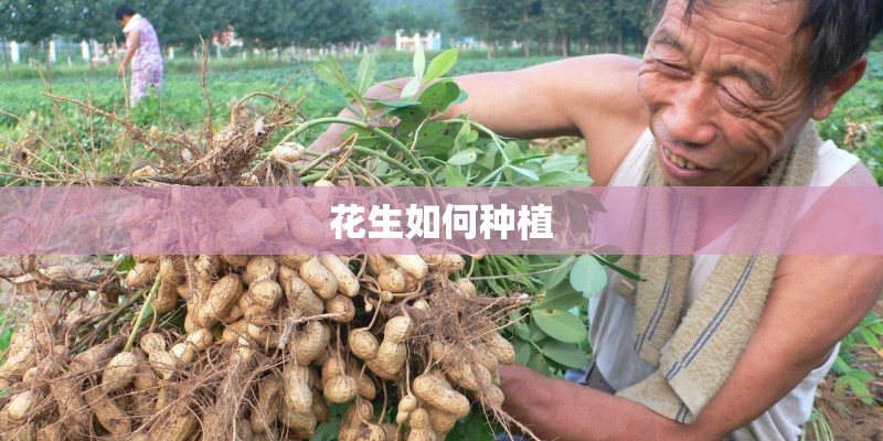 花生如何种植