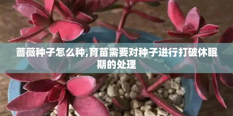 蔷薇种子怎么种,育苗需要对种子进行打破休眠期的处理