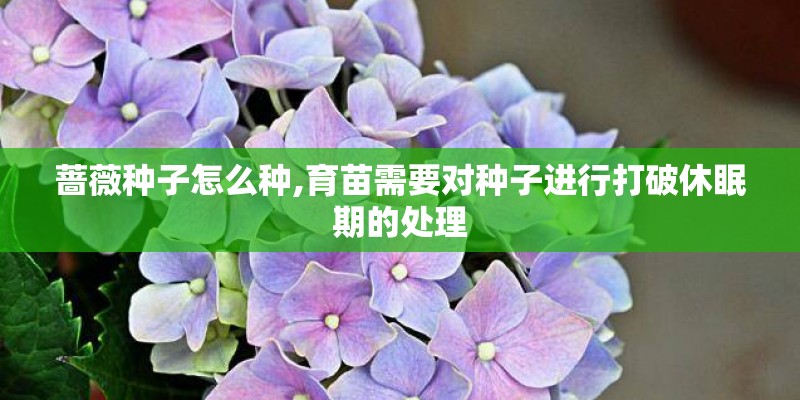 蔷薇种子怎么种,育苗需要对种子进行打破休眠期的处理