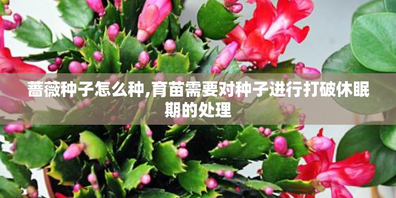 蔷薇种子怎么种,育苗需要对种子进行打破休眠期的处理