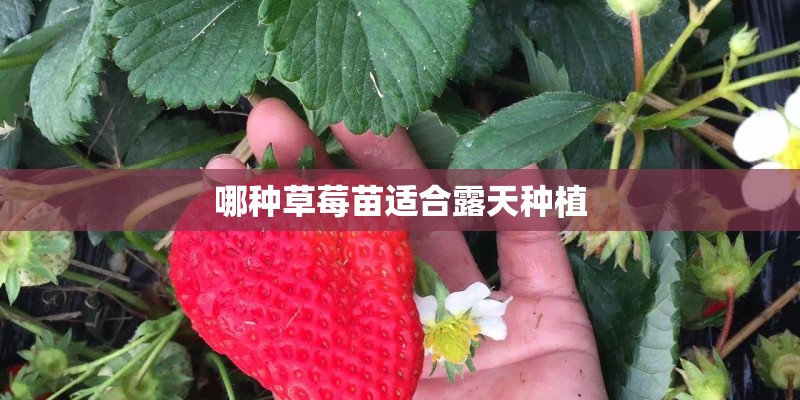 哪种草莓苗适合露天种植