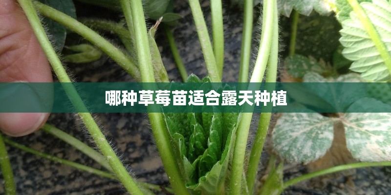 哪种草莓苗适合露天种植