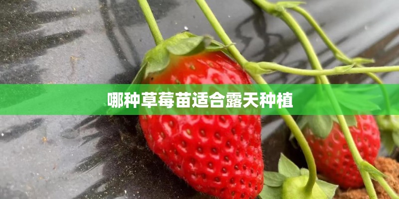 哪种草莓苗适合露天种植