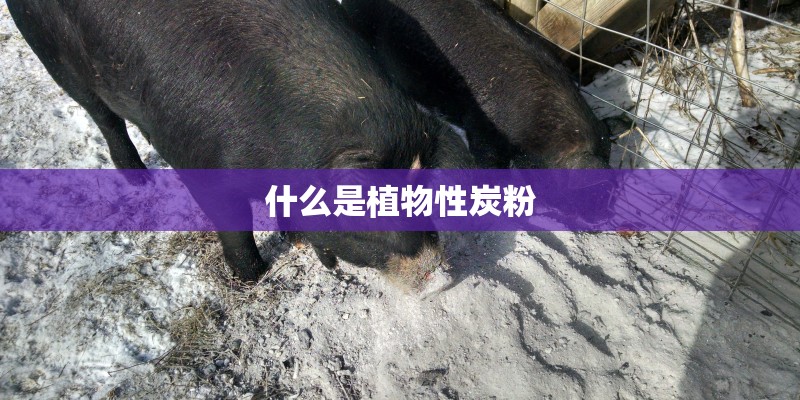 什么是植物性炭粉