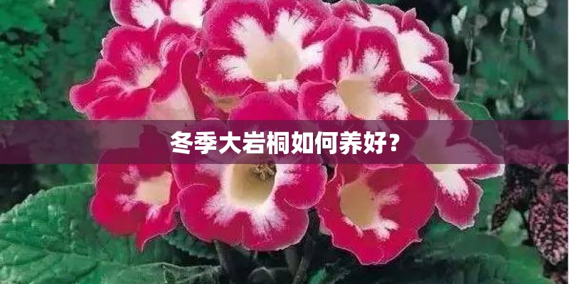 冬季大岩桐如何养好？