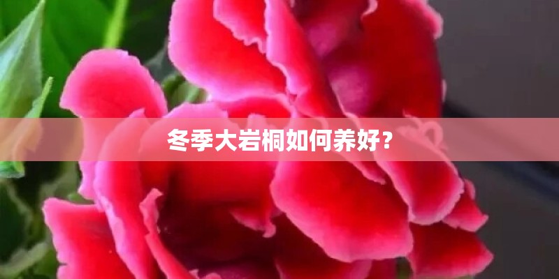 冬季大岩桐如何养好？