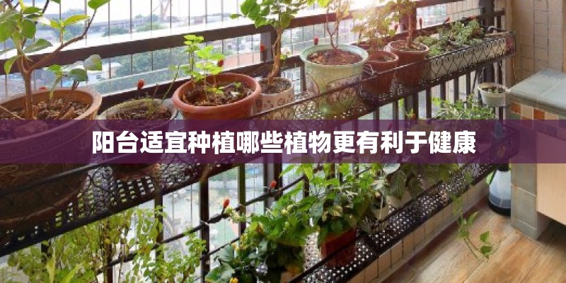 阳台适宜种植哪些植物更有利于健康
