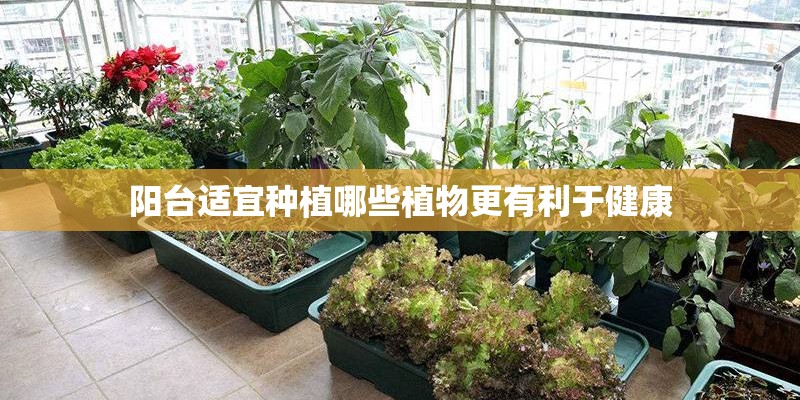 阳台适宜种植哪些植物更有利于健康