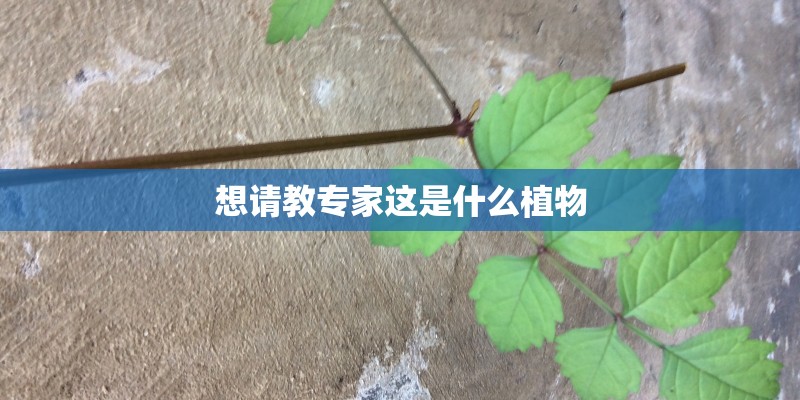 想请教专家这是什么植物