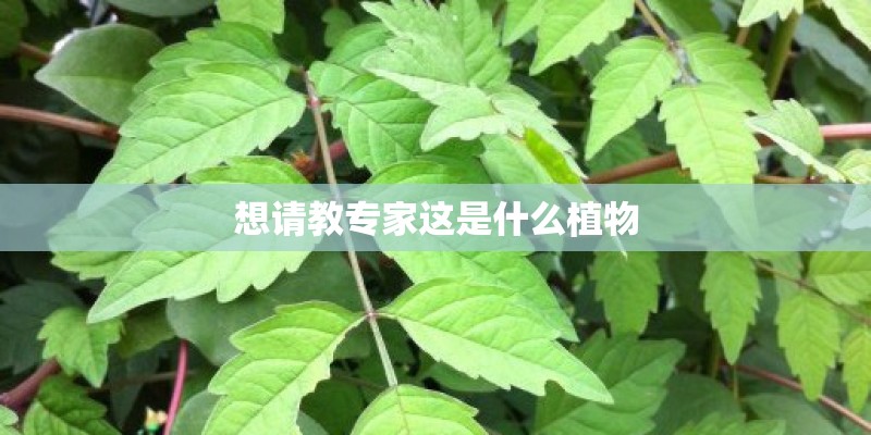 想请教专家这是什么植物