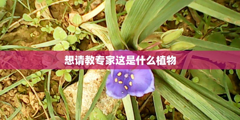 想请教专家这是什么植物