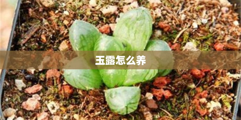 玉露怎么养