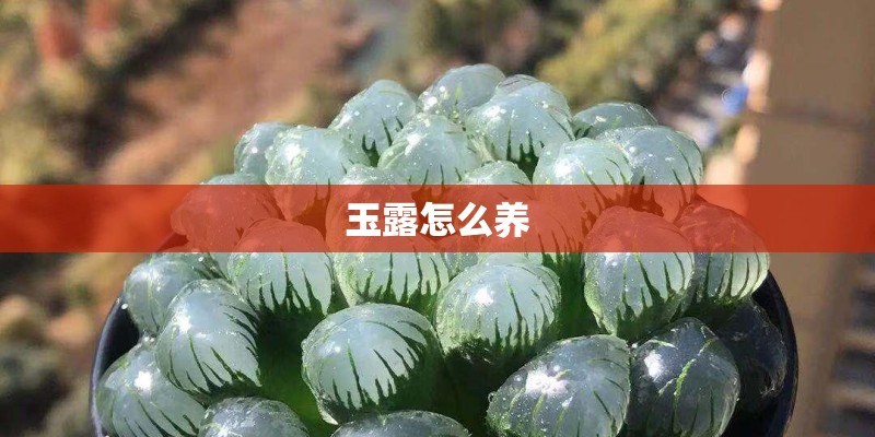 想请教专家这是什么植物