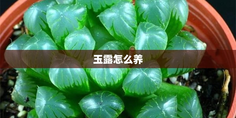 玉露怎么养