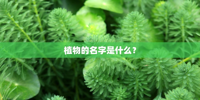 植物的名字是什么? 植物的名字是什么?