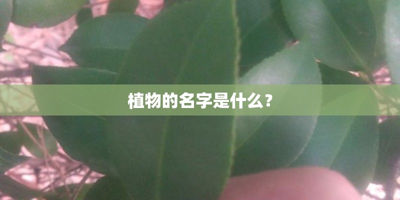 植物的名字是什么? 植物的名字是什么?