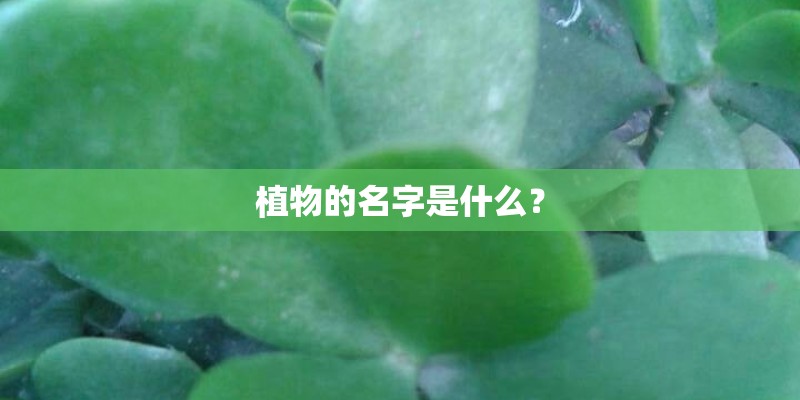 植物的名字是什么? 植物的名字是什么?