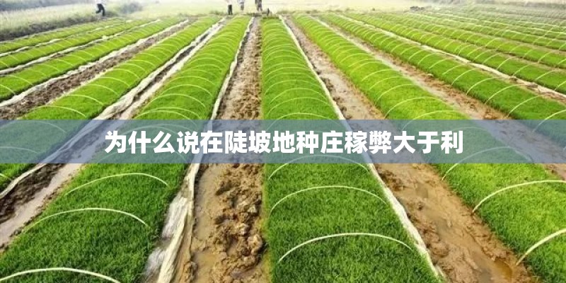 为什么说在陡坡地种庄稼弊大于利 为什么说在陡坡地种庄稼弊大于利