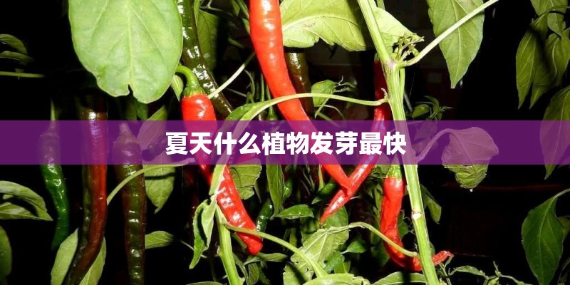 夏天什么植物发芽最快 夏天什么植物发芽最快