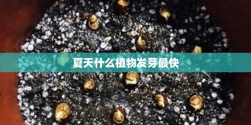 夏天什么植物发芽最快 夏天什么植物发芽最快