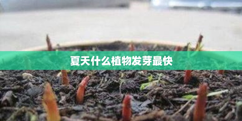 夏天什么植物发芽最快 夏天什么植物发芽最快