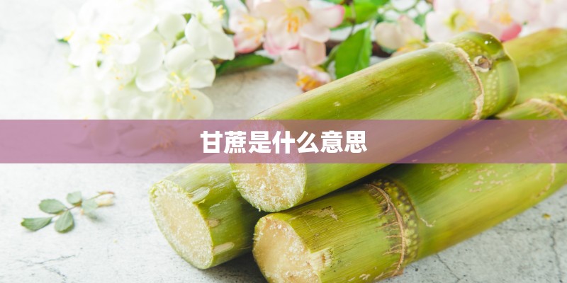甘蔗是什么意思