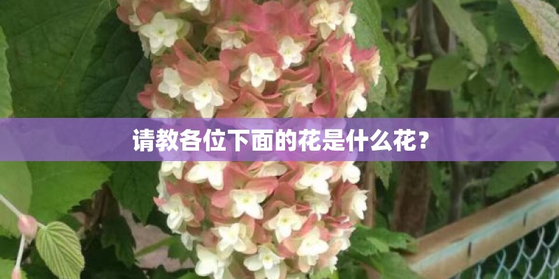 甘蔗是什么意思