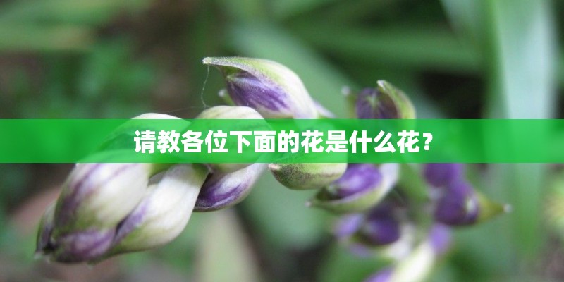 请教各位下面的花是什么花？