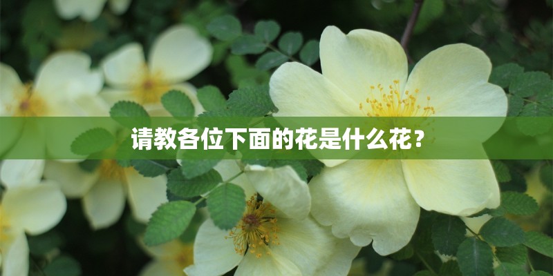 请教各位下面的花是什么花？