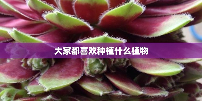 大家都喜欢种植什么植物 大家都喜欢种植什么植物
