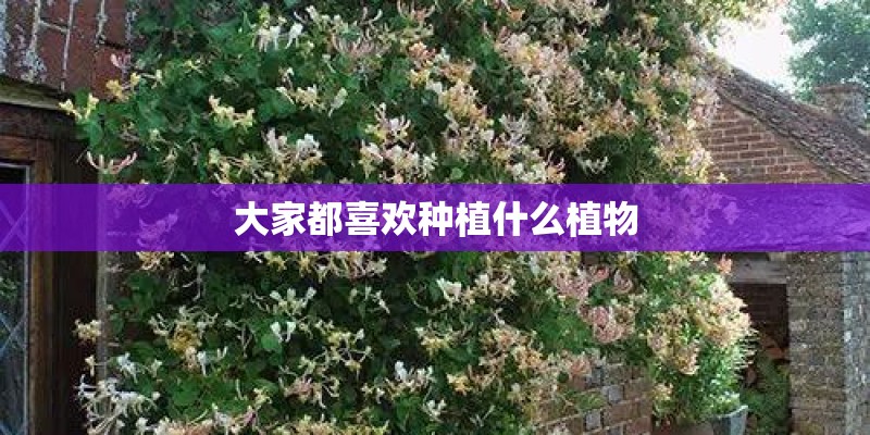 大家都喜欢种植什么植物 大家都喜欢种植什么植物