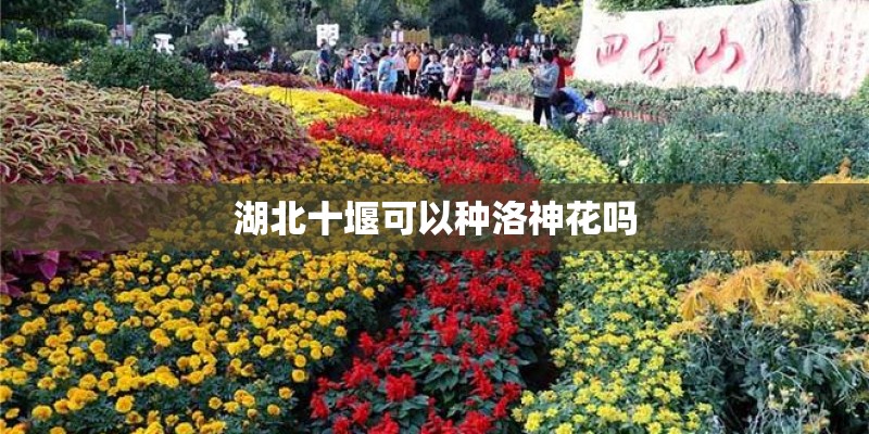 湖北十堰可以种洛神花吗