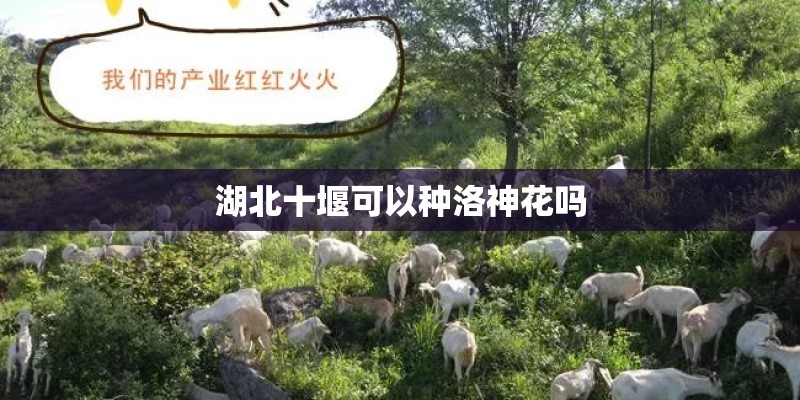 湖北十堰可以种洛神花吗
